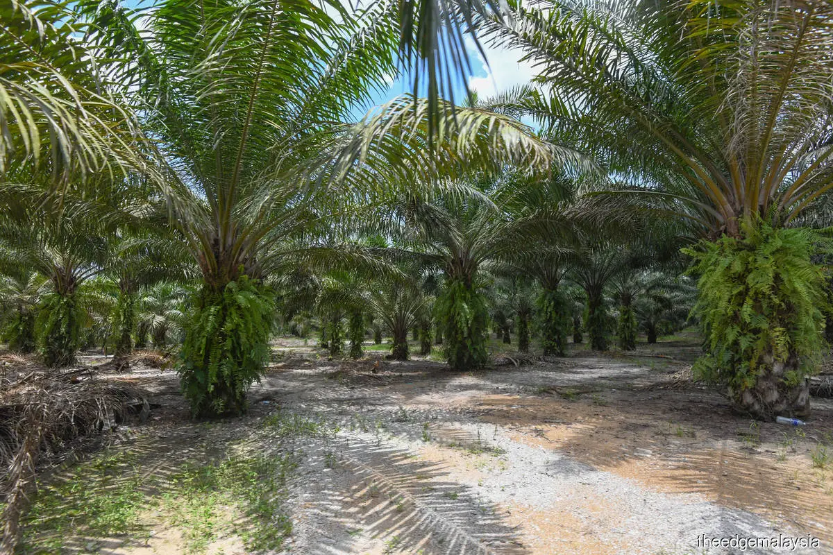 Malaysia Implements MSPO 2.0 to Enhance Sustainable Palm Oil Standards