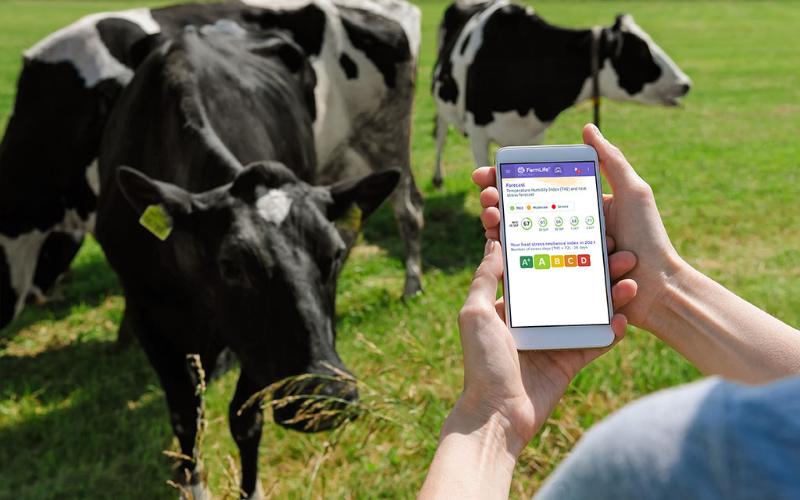New App Alerts Chilean Dairy Farmers to Heat Stress in Cows