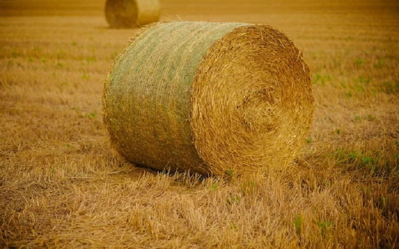 В текущем году площадь кормовых культур в Казахстане превысила 3,2 млн гектаров
