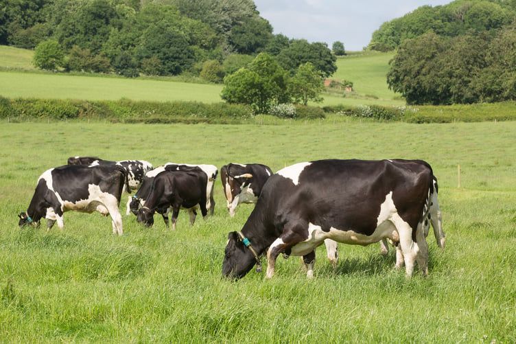 Heat Stress Management Becomes Critical for UK Dairy Farmers