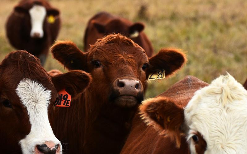 Investigation Launched into Administrative Lapses at Harichand Cattle Farm