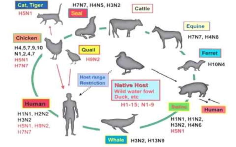 Новый вариант вируса птичьего гриппа H5N1 обнаружен у работника молочной фермы в Неваде