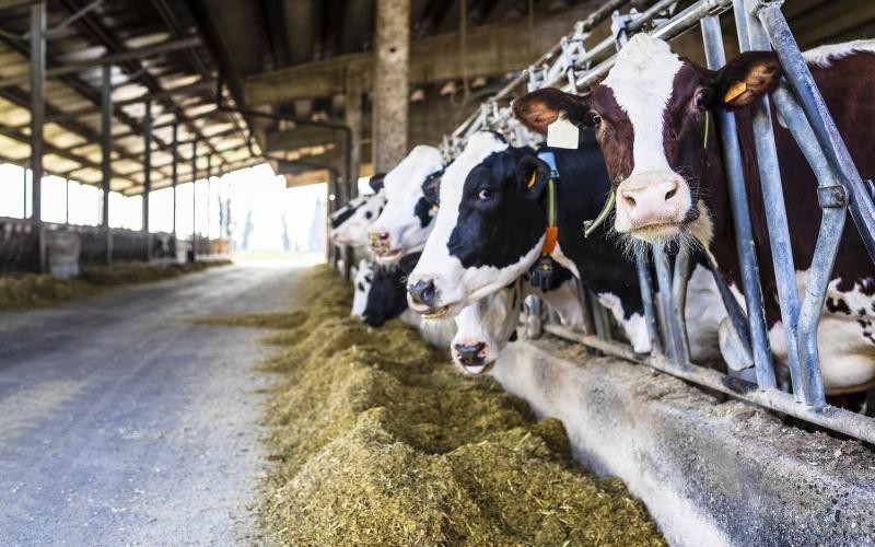 Uruguay's Dairy Industry: Navigating Conflicts and Records