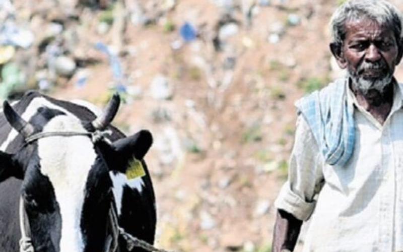 Karnataka Süt Federasyonu Yaz Aylarında %52 Büyüme Kaydetti