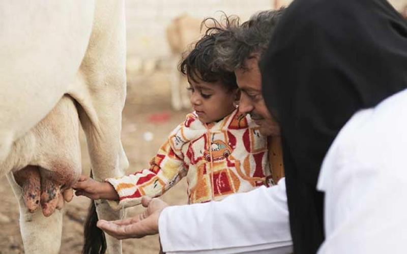 Yemen'de Yeni Süt Üretim İnisiyatifi Başlatıldı