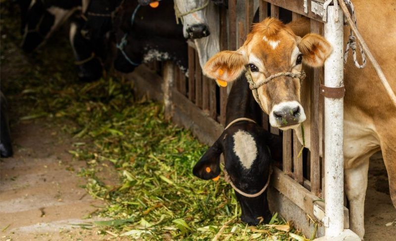 Brazilian Milk Producers in Semi-Arid Regions Adopt Cost-Cutting Project