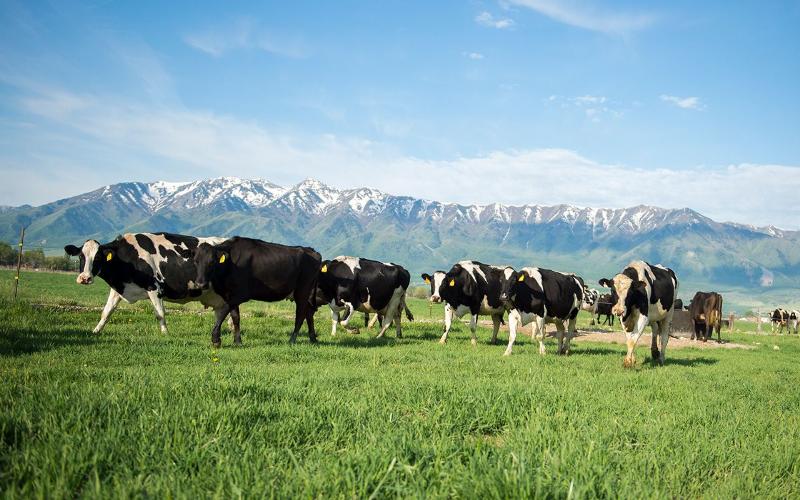 Organic Valley Leads Collaborative Carbon Insetting Initiative for US Dairy