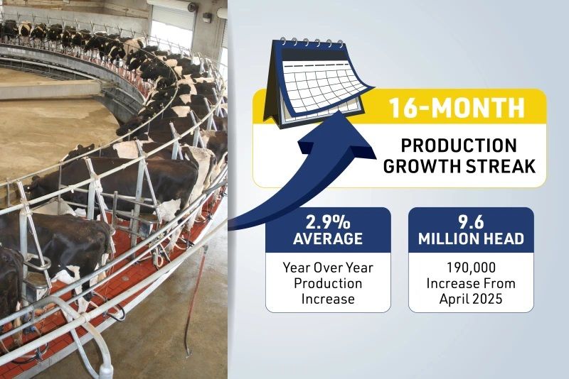 U.S. Dairy Industry Sees Significant Growth Due to Herd Expansion