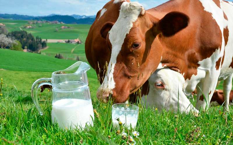 Цены на мясо и молочные продукты в Турции стремительно растут