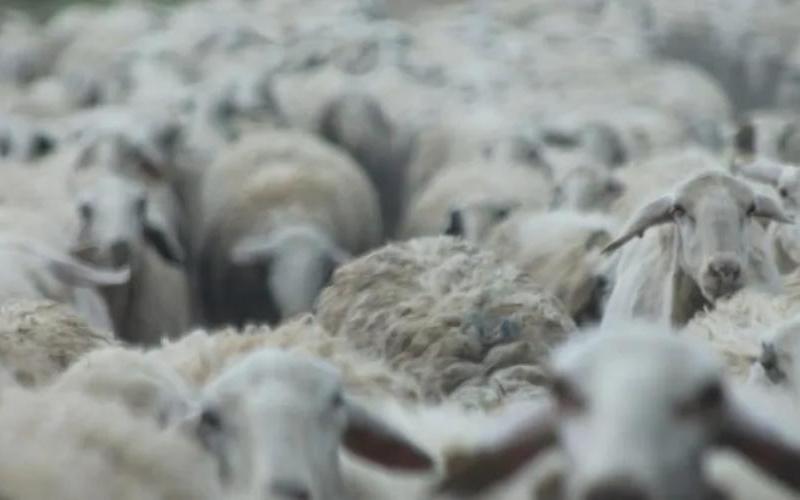 Sheep Milk Production in Castilla y León Drops by 8 Million Liters