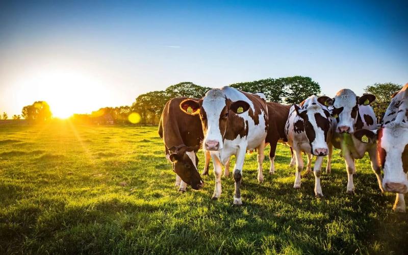 Impact of Reduced Energy Grants on U.S. Dairy Farms