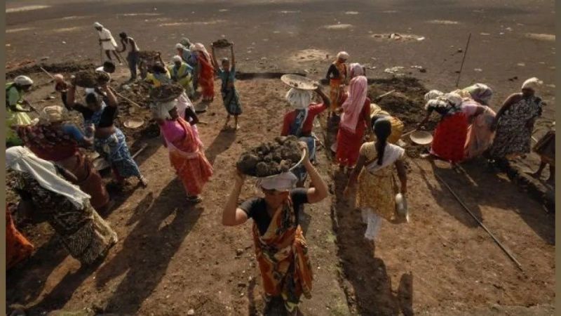 India's Dairy Policy Shifts Boost Smallholder Participation and Incomes