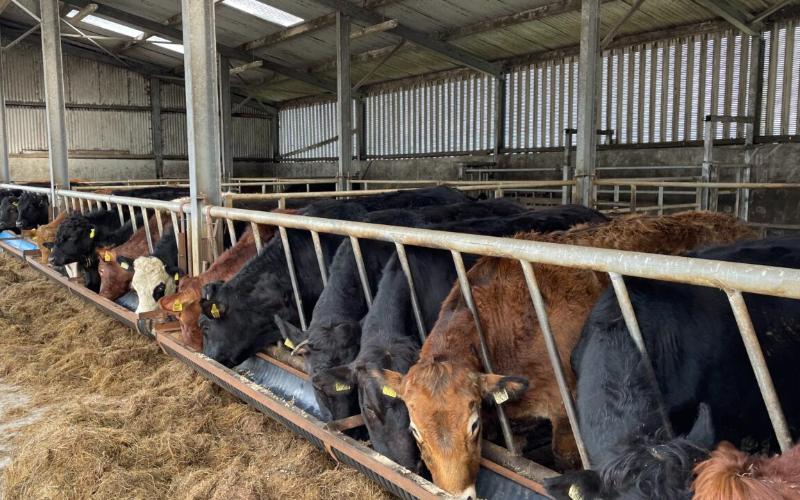 Irish Dairy Farms Face Challenges as Wet March Forces Cows Indoors