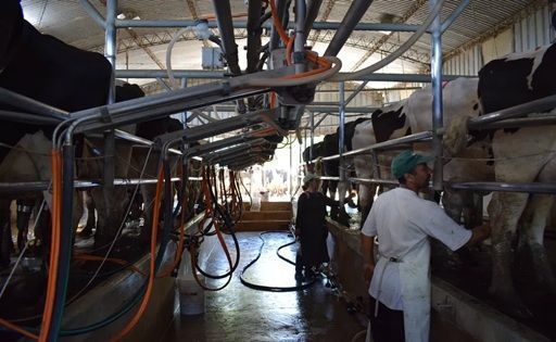Uruguay's Milk Delivery Reaches Record High with 9.7% Growth in April