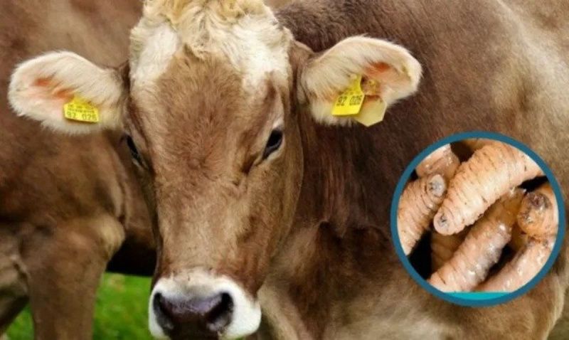 Ahome Remains Free of Screw Worm Infestation Amid Regional Threat