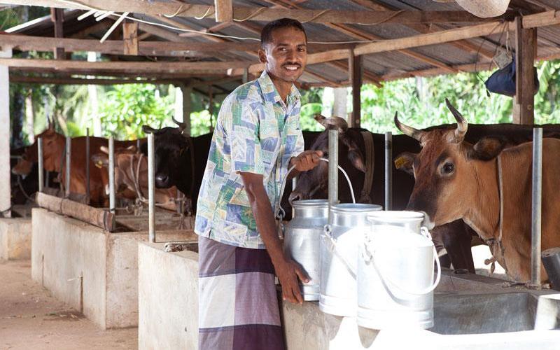Sri Lanka’s Milk Ambition: Tripling Procurement by 2029