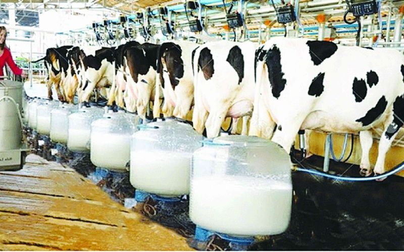 Zimbabwe's Dairy Sector Suffers as Levy Funds Remain Untapped