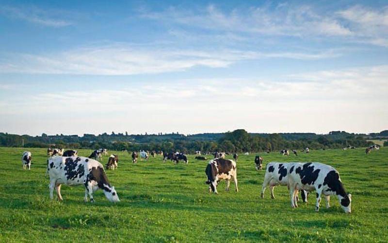 Danish Delegation Explores Investment Opportunities in Haryana's Dairy Sector