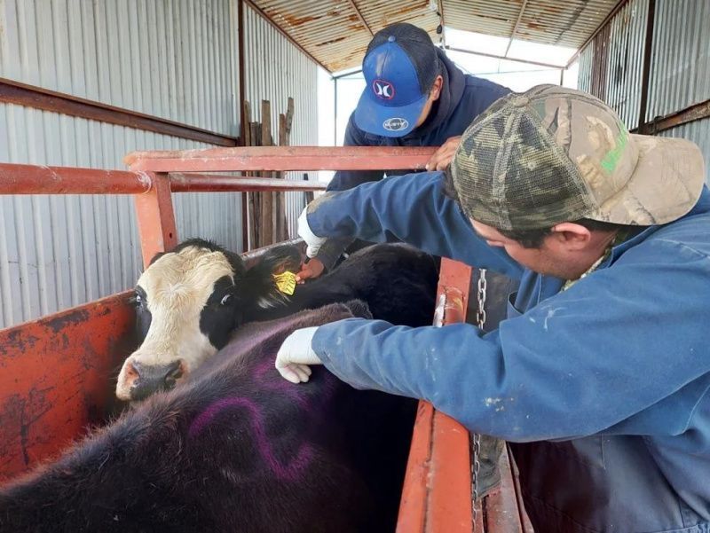 Chihuahua, Cattle Screwworm Vakası Tespit Edildikten Sonra Sağlık Önlemleri Aldı