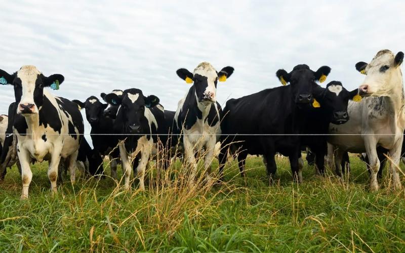 U.S. Dairy Exports Surge: A Testament to Resilience and Growth