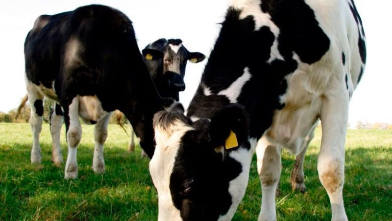 Ireland Innovates in Dairy-Beef Integration, Attracting Global Attention