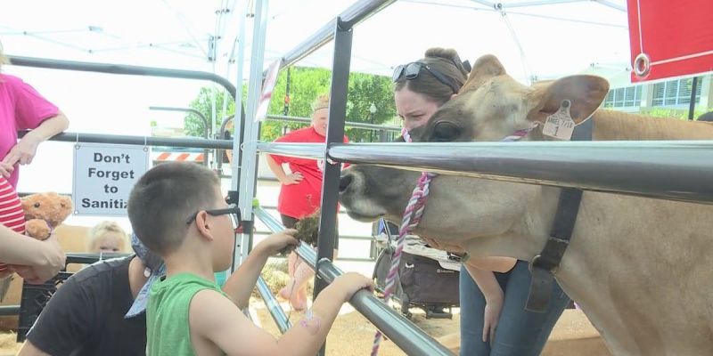 Cows on the Concourse Celebrates Dairy Month at Capitol Square