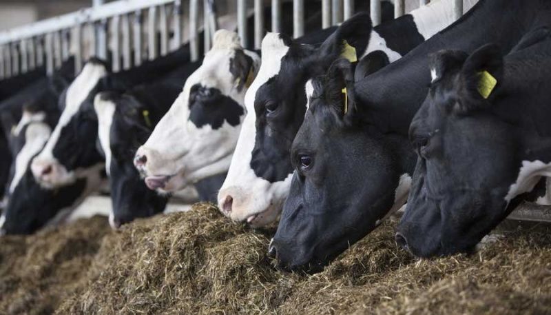 Novonesis launches Bovacillus for dairy cow productivity