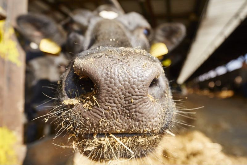 Impact of Summer Heat Stress on Autumn-Calving Dairy Cows
