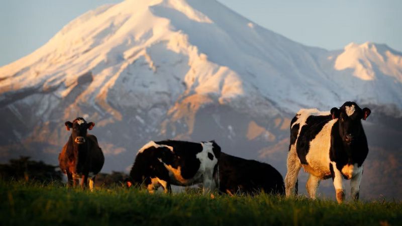 Los futuros de leche de NZX superan los 10 dólares a lo largo de tres temporadas