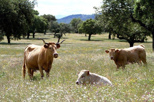 Galicia's Dairy Farms Face Financial Setback Due to Lower Milk Prices