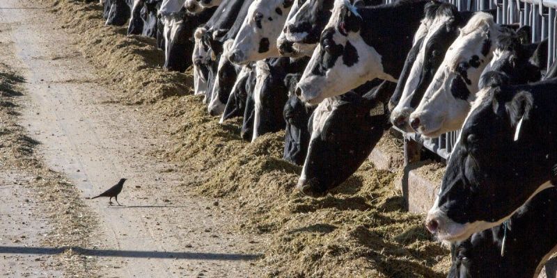 Kuzeybatı Iowa'daki Süt Çiftliği, Süt Sağma Salonu İnovasyonu İçin Hibe Aldı