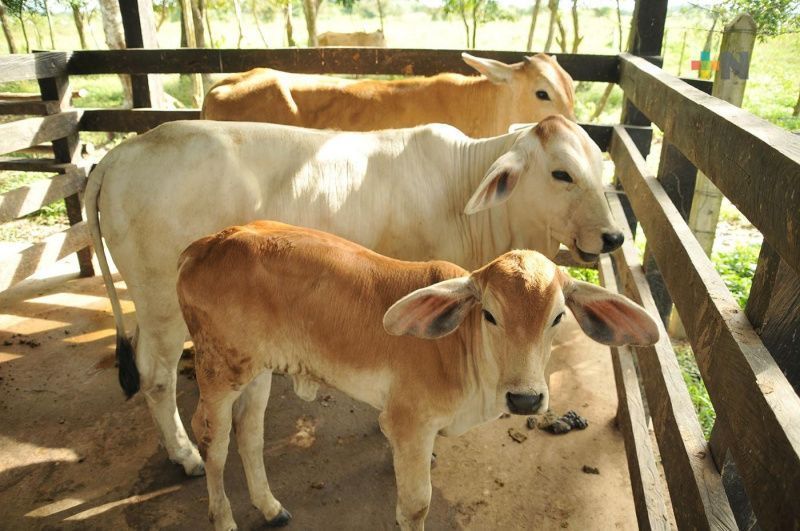 Veracruz Producers Endorse Support for Livestock Genetic Improvement