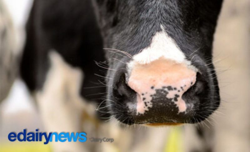 Argentinian Milk Production Stabilizes Amid Rising Export Demand