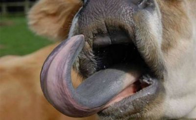 Bluetongue virus outbreak in Netherlands spreading like wildfire