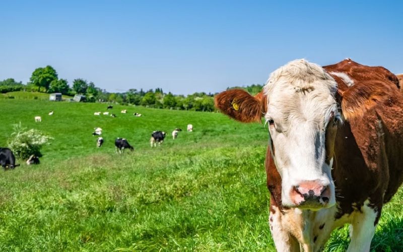 Climate stress could reduce milk yields in leading dairy-producing countries by 1.5–4%, according to a study