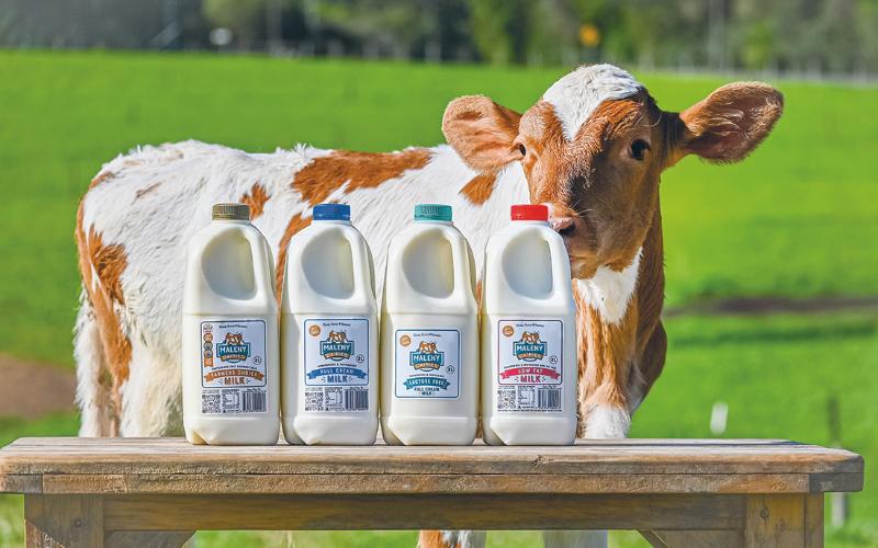 Indian Tax Authorities Conduct Major Raid on Malani Dairy Group