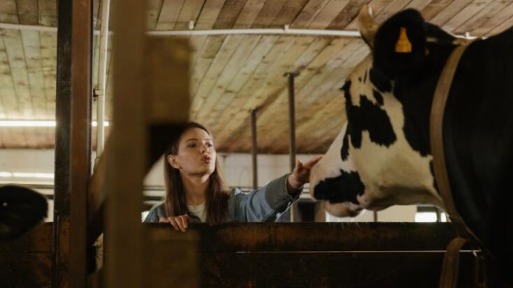 Dairy Farms Adopt Automation to Raise Shed Productivity