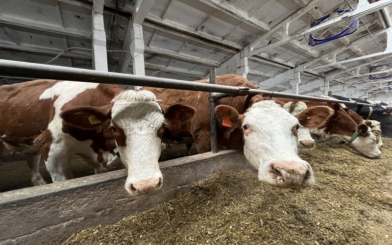 Кыргызстан наращивает производство молока: с начала 2025 года – плюс 1,5%