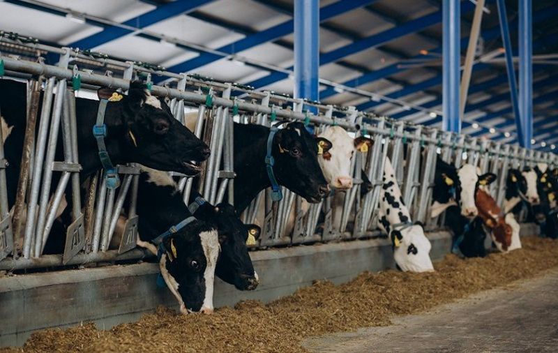USA: Dairy Farmers May Face Another Year of Depressingly Low Milk Prices