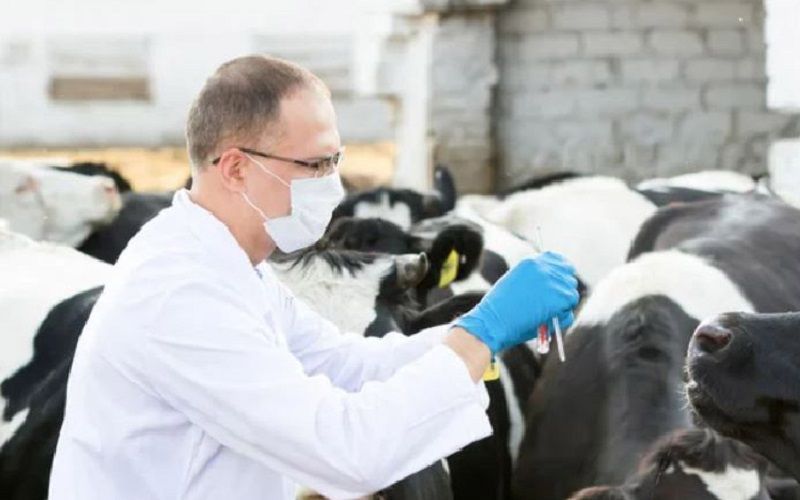 Foot-and-Mouth Disease in Azerbaijan: Outbreak Subsides, Authorities Boost Vaccination Amid New Strain Threat