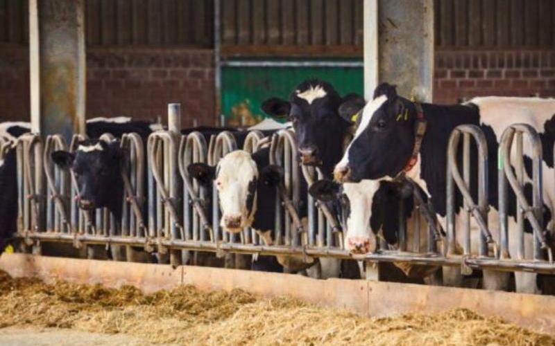 Heritage Foods, Süt Sektöründeki Zorluklara Rağmen FY26 3. Çeyrek Gelirinde Güçlü Artış Bildirdi