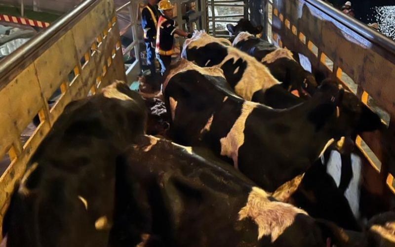 Indonesia Boosts Dairy Production with New Cattle Imports