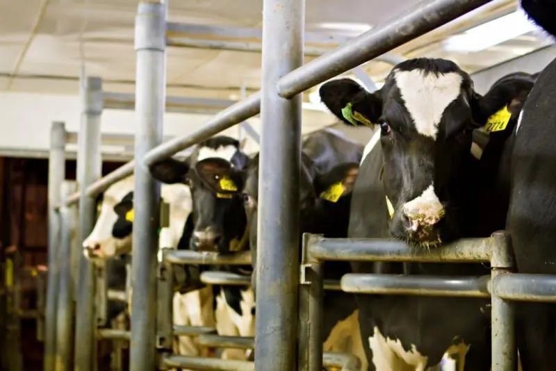 Dairy Nutritionists Seek Higher Protein Alongside Butterfat