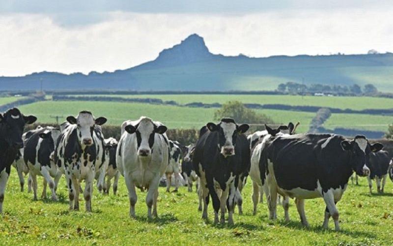 Pembrokeshire Çiftlik Geliştirmesi Sığır Alt Geçidi ile Onaylandı