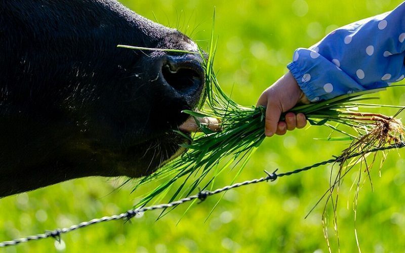 Russian Dairy Industry Set to Explore Food Waste as Animal Feed Despite Economic Concerns