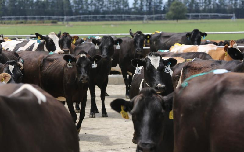 New Zealand Dairy Farmers Support Continuation of Milksolids Levy
