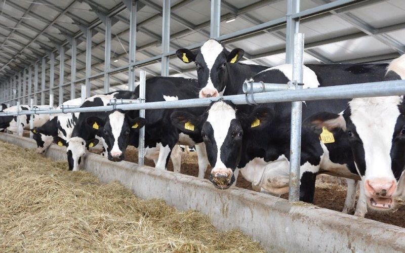 Calls for FAO to retract emissions report due to to errors downplaying impact of reducing dairy and meat consumption