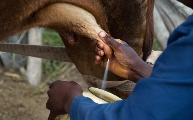 Colombian Government Suspends Popular Milk Brand