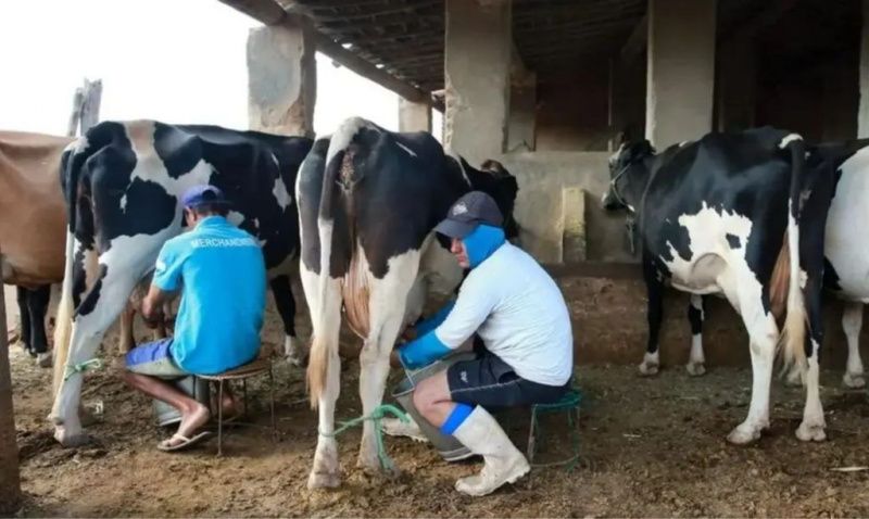 Ceará’s Small Dairy Farms Face Pressure From New Work Rules