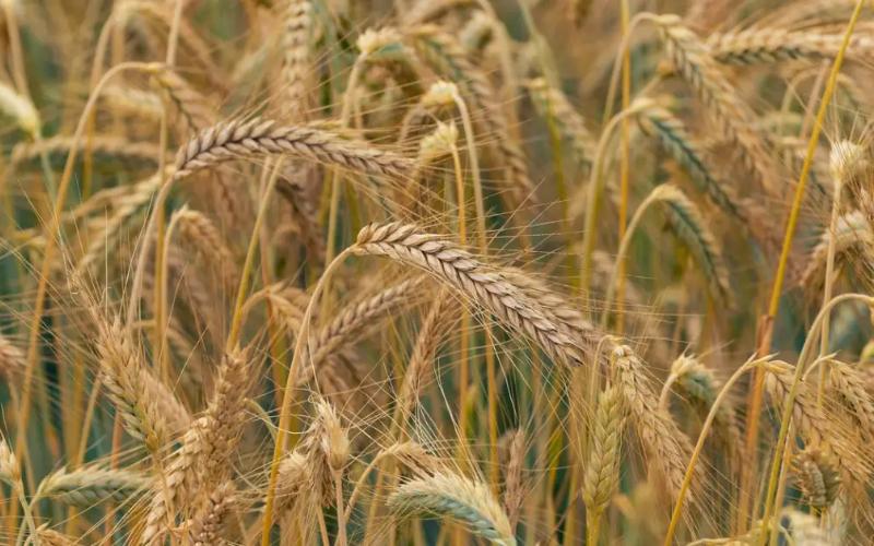 Hybrid Rye: A Promising Alternative for Dairy Cows